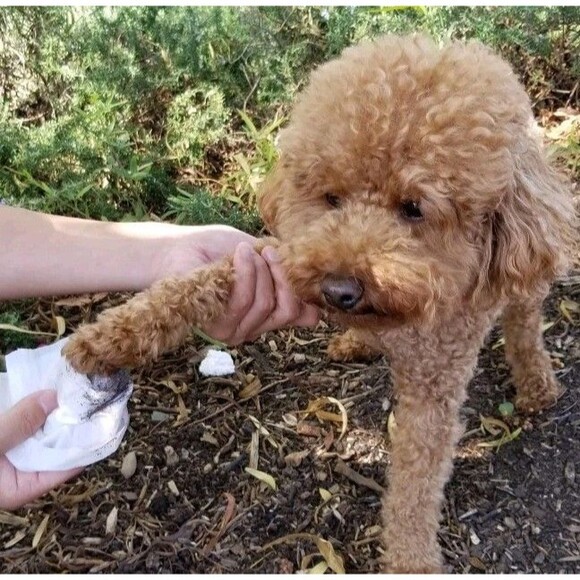 3 Pack Paws & Pals Pet Grooming Oatmeal Scent Wipes Hypo Allergenic Cleansing - Picture 5 of 6